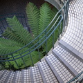 ferns and stairs2011d02c057.jpg
